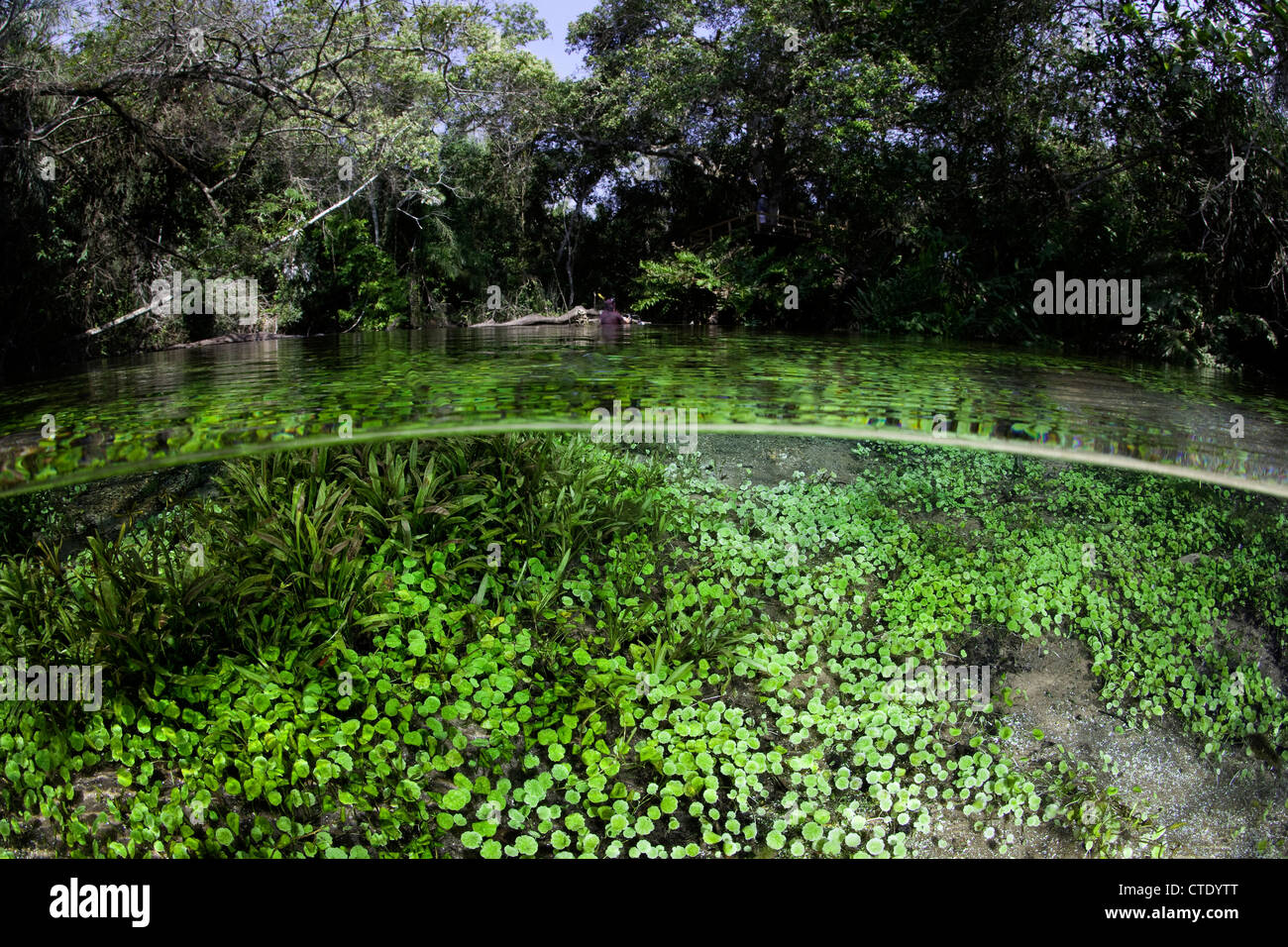 Impressionen vom Rio Sucuri Frühling, Bonito, Mato Grosso do Sul, Brasilien Stockfoto