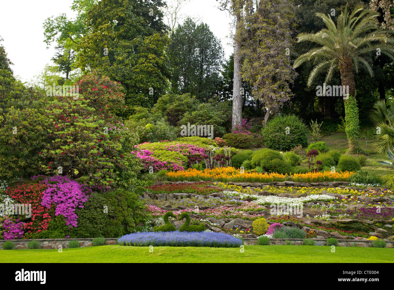 Azaleen im Frühjahr blühen die Gärten der Villa Carlotta, Tremezzo, Comer See, Nord-Italien, Europa Stockfoto