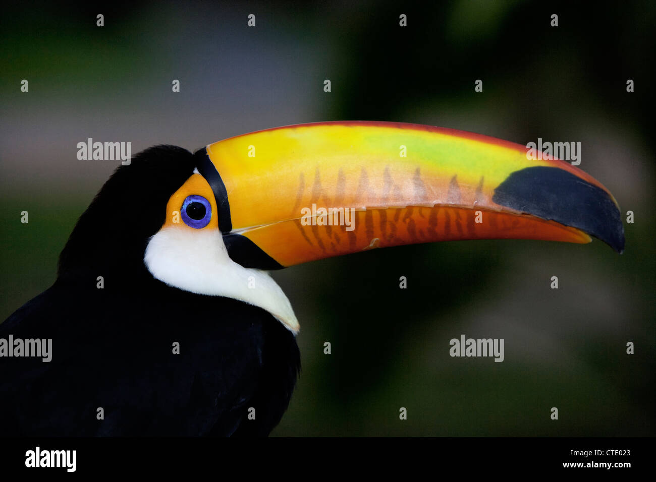 Riesentukan, Ramphastos Toco, Bonito, Mato Grosso do Sul, Brasilien Stockfoto