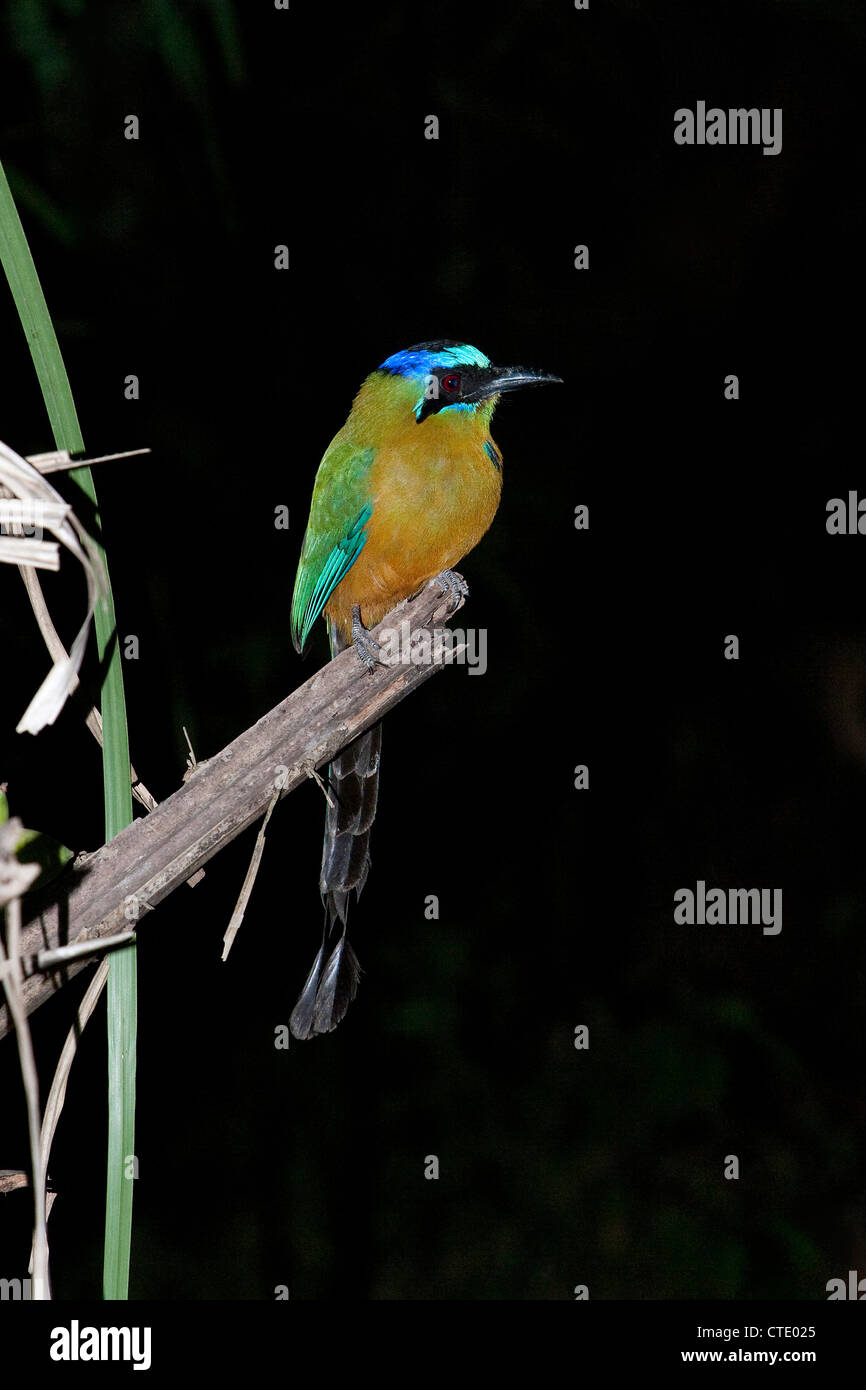 Blau-gekrönter Motmot, Momotus Momota, do Bonito, Mato Grosso Sul, Brasilien Stockfoto