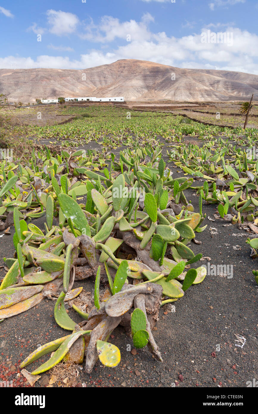 Cochenille Wollläuse auf Kakteen - Mala, Lanzarote, Kanarische Inseln, Spanien, Europa Stockfoto