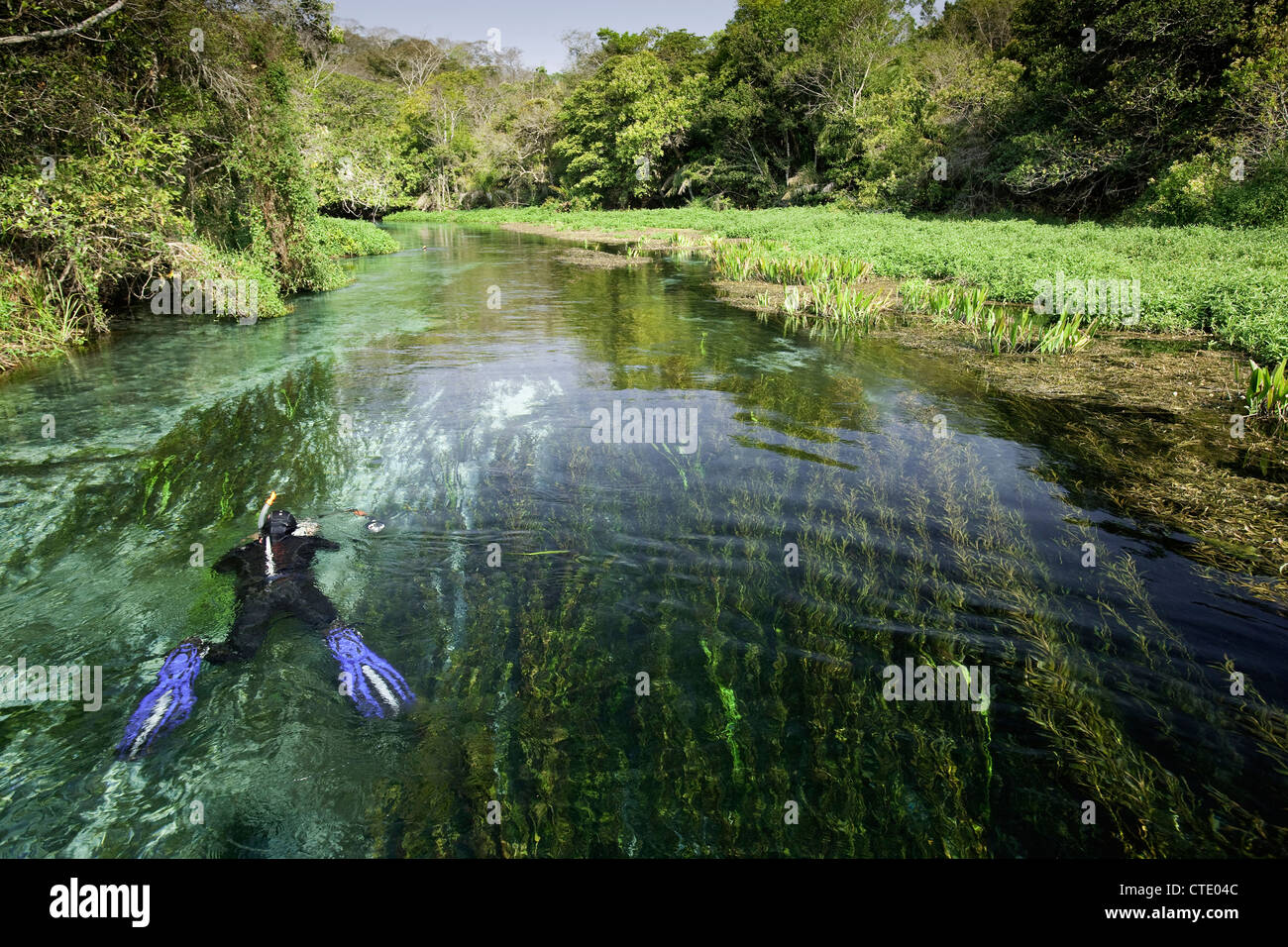 Schnorcheln in Sucuri River, Bonito, do Mato Grosso Sul, Brasilien Stockfoto