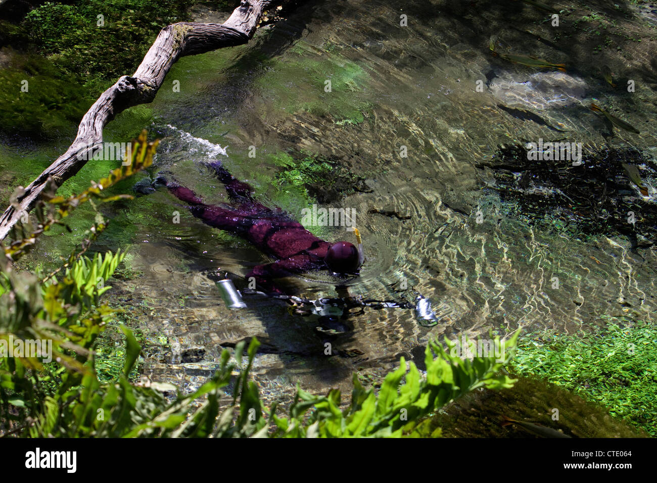 Schnorcheln in Formoso Fluss, Bonito, do Mato Grosso Sul, Brasilien Stockfoto
