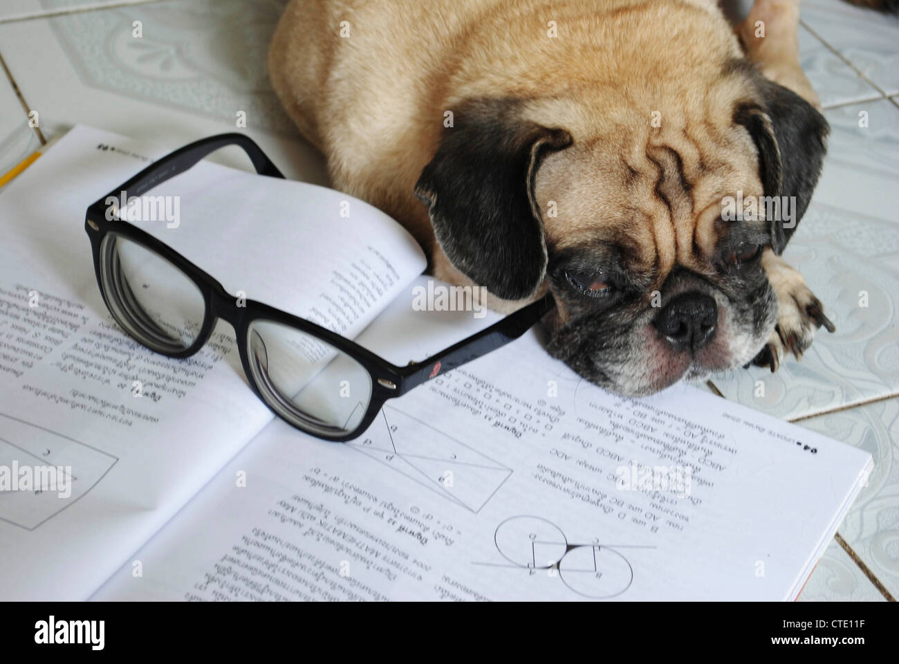 Hund fiel schlafend während ihre Hausaufgaben Stockfoto