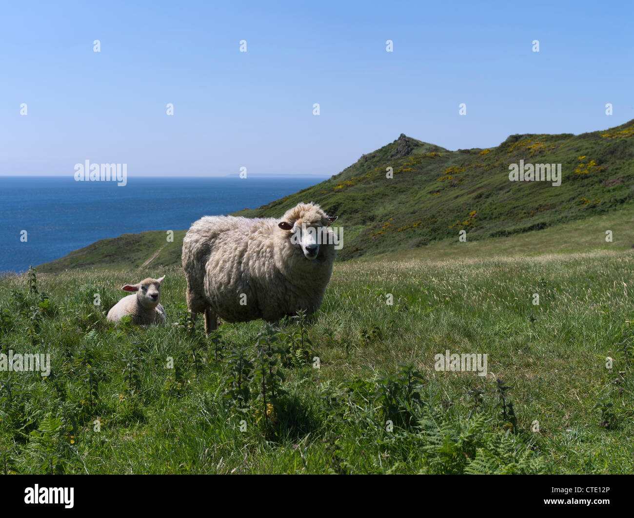 dh Mortehoe Point MORTEHOE DEVON Devonshire Schafe und ein Lamm auf Küstengras Sommer großbritannien ewe uk Feld Stockfoto