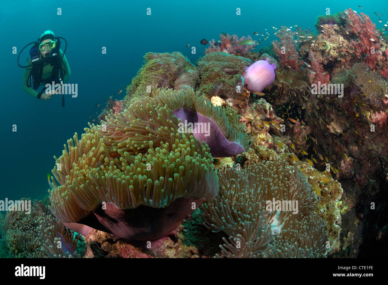 Kolonie von herrlichen Seeanemone Heteractis Magnifica, Phuket, Thailand Stockfoto