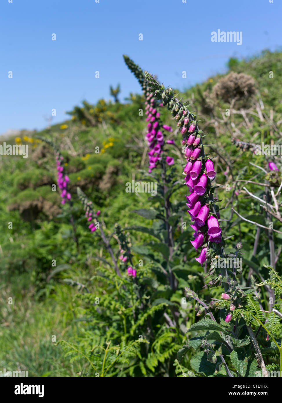 dh Digitalis purpurea Wildblumen GEMEINER FUCHSHANDSCHUH UK ENGLAND Wildes Purpur Flower Exmoor National Park britain Wildtiere Blumen Füchse Handschuhe Stockfoto