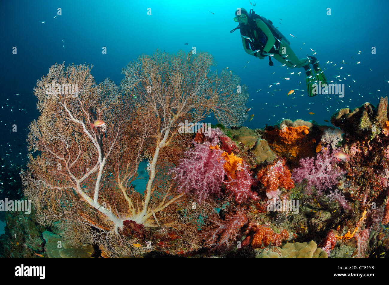Tauchen über Coral Reef, Similan Inseln, Thailand Stockfoto