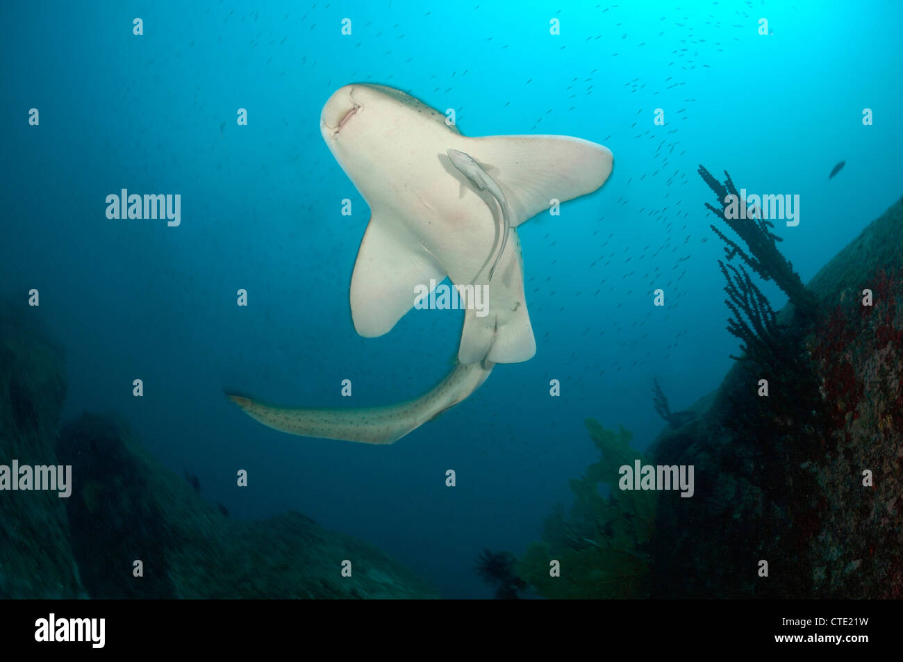 Leopardenhai, Stegostaoma Varium, Richelieu Rock, Surin Inseln, Thailand Stockfoto