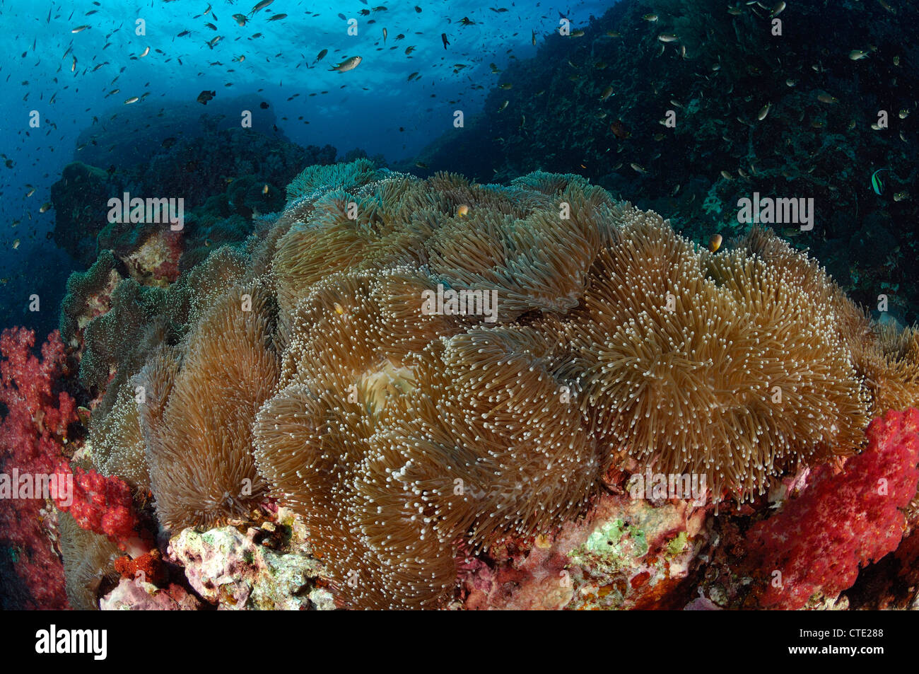 Kolonie von herrlichen Seeanemone Heteractis Magnifica, Richelieu Rock, Surin Inseln, Thailand Stockfoto