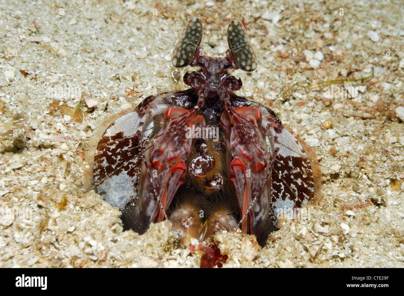 Speer Fangschreckenkrebs, Lysiosquillina SP., Similan Inseln, Thailand Stockfoto