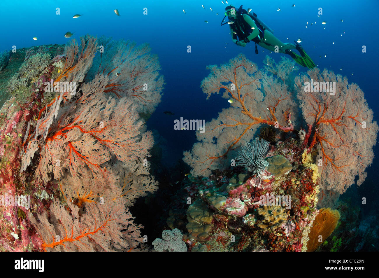 Taucher und riesigen Fächerkorallen, Melithaea SP., Similan Inseln, Thailand Stockfoto