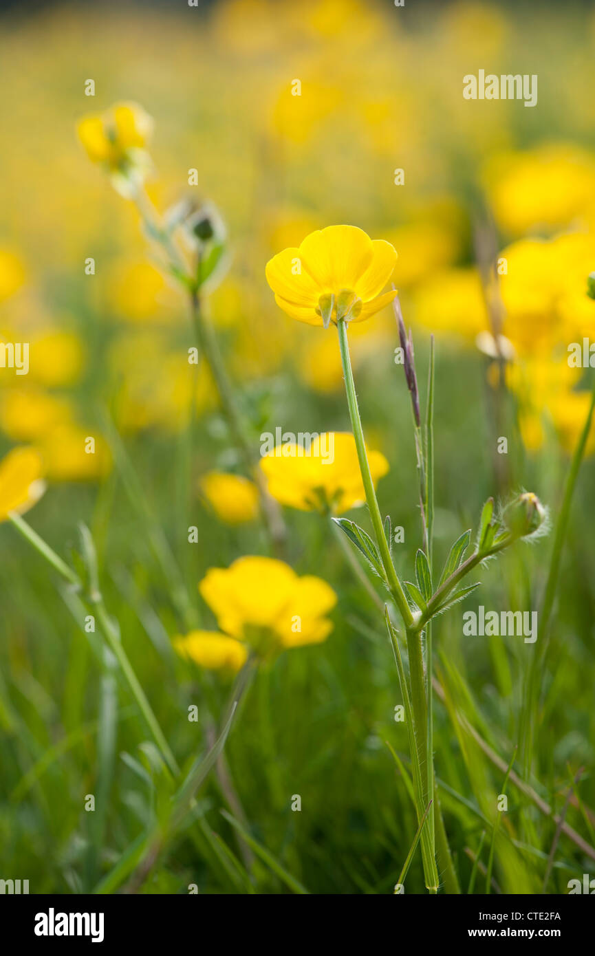 Knolligen Hahnenfuß, Ranunculus Bulbosus, in Blüte Stockfoto