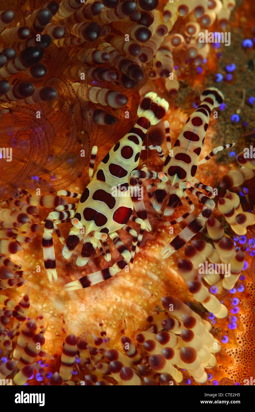 Kommensale Garnelen von Feuer Seeigel, Periclimenes Colemani, Asthenosoma Varium, Bali, Seraya, Indonesien Stockfoto