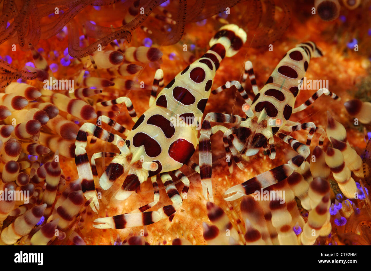 Kommensale Garnelen von Feuer Seeigel, Periclimenes Colemani, Asthenosoma Varium, Bali, Seraya, Indonesien Stockfoto