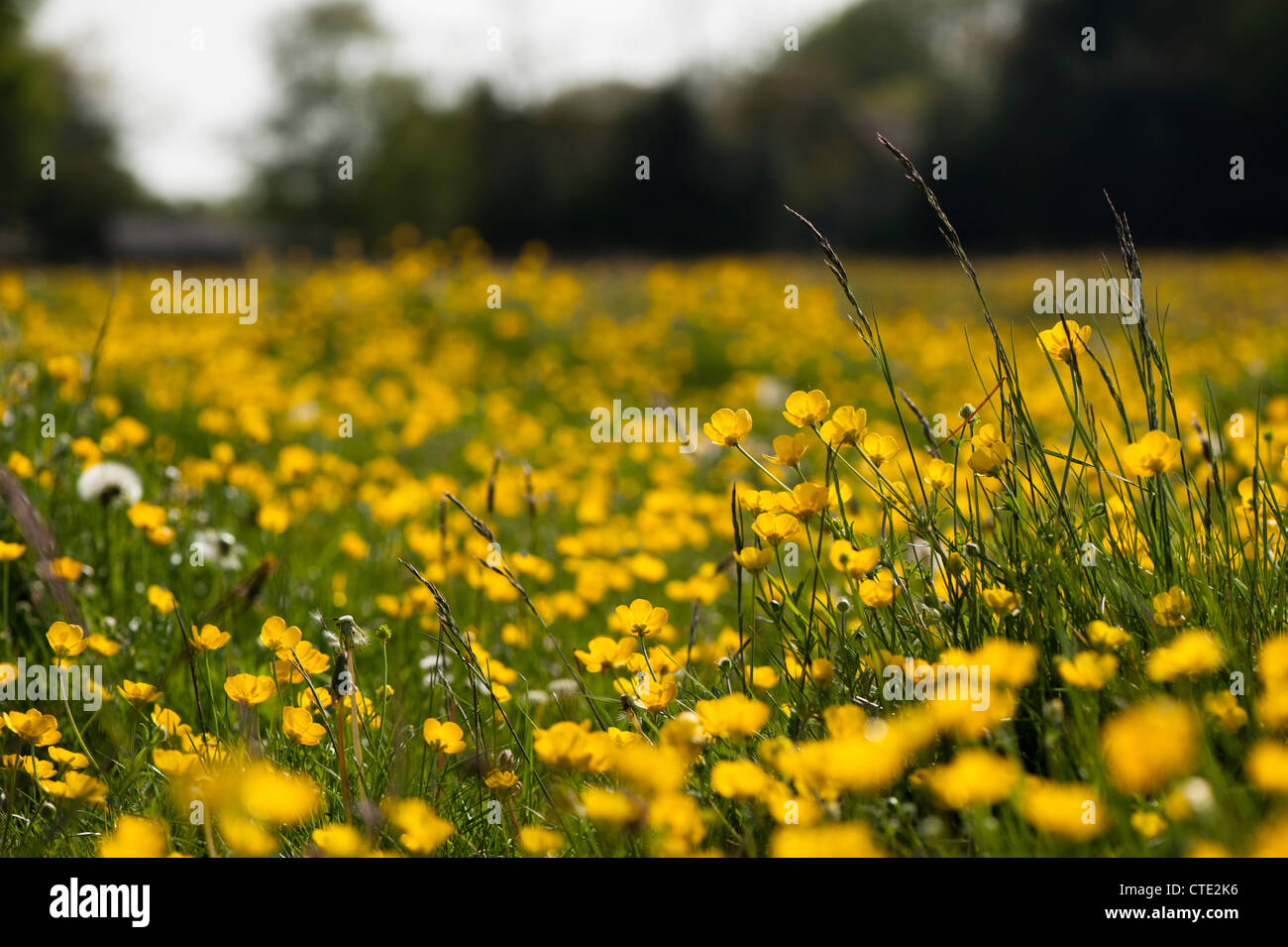 Knolligen Hahnenfuß, Ranunculus Bulbosus, in Blüte Stockfoto