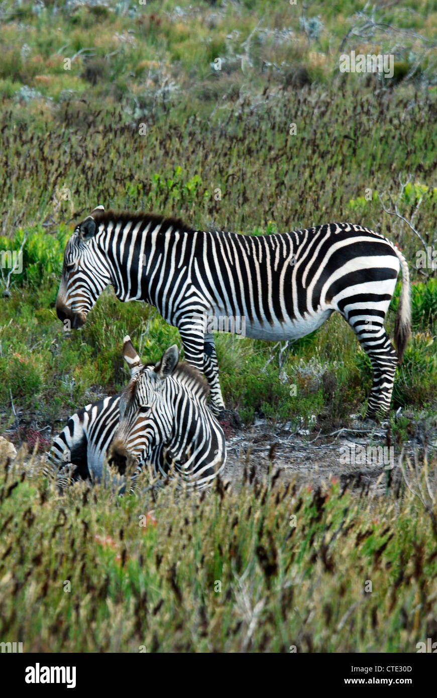 Das Kap-Bergzebra (Equus Zebra Zebra) Stockfoto