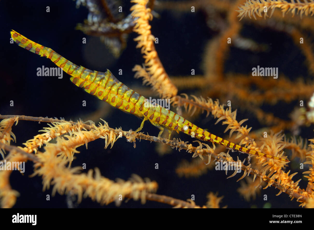 Korallen-Nadel-Garnelen auf schwarzen Korallen, Tozeuma Armatum, Bali, Tulamben, Indonesien Stockfoto