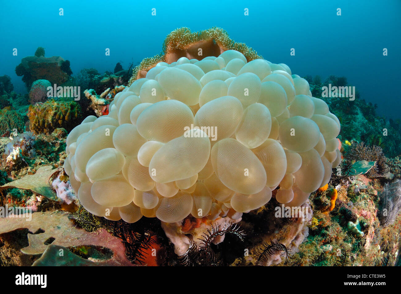 Bubble-Korallen im Korallenriff, Plerogyra Sinuosa, Cannibal Rock, Rinca, Indonesien Stockfoto