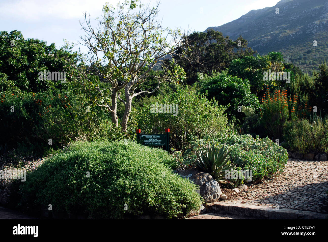 Kirstenbosch Botanical Gardens Kapstadt Südafrika Stockfoto