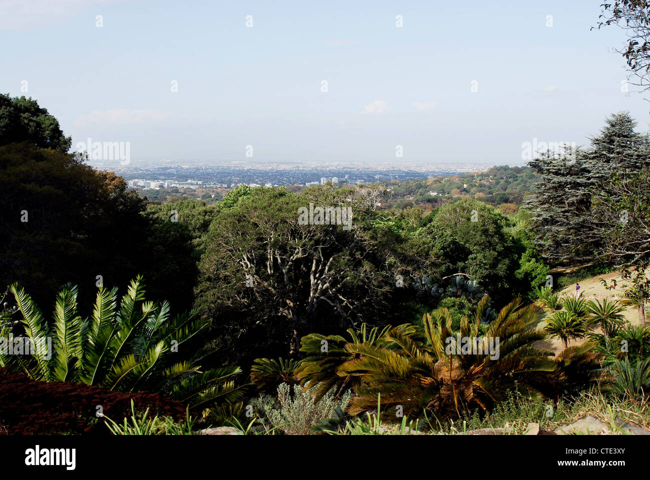 Kirstenbosch Botanical Gardens Kapstadt Südafrika Stockfoto