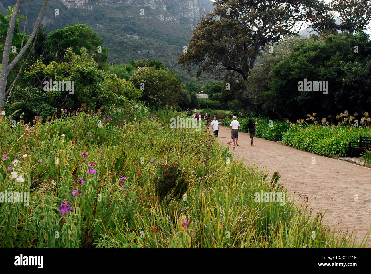 Kirstenbosch Botanical Gardens Kapstadt Südafrika Stockfoto