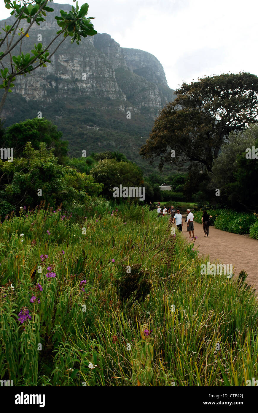 Kirstenbosch Botanical Gardens Kapstadt Südafrika Stockfoto