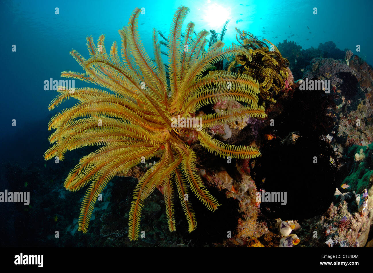 Gelbe Crinoid im Korallenriff, Comanthina SP., Komodo, Indonesien Stockfoto