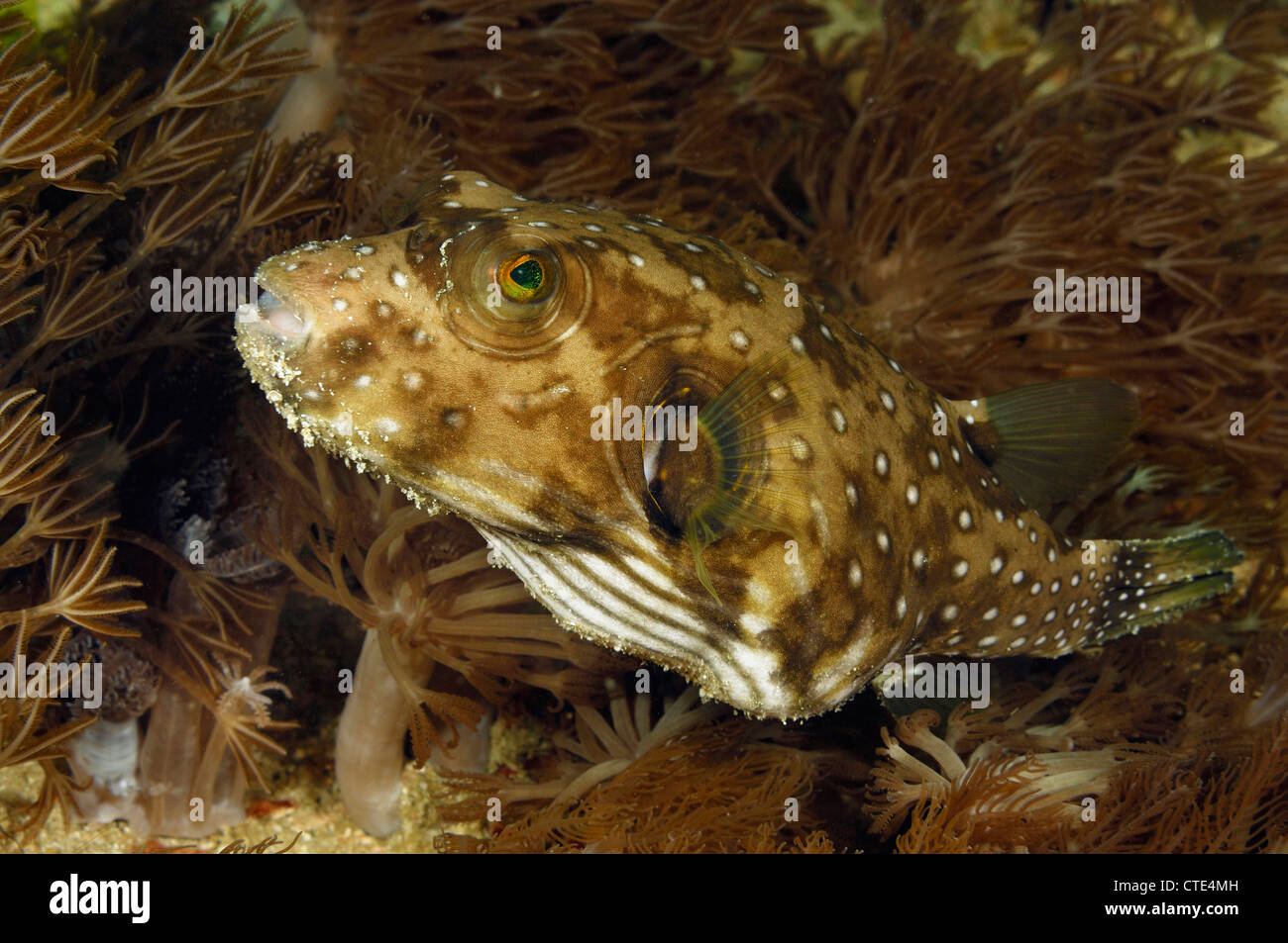 Beringter Kugelfisch, Arothron Hispidus, Komodo, Indonesien Stockfoto