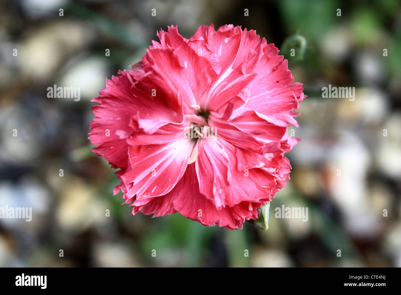 Nelke (Dianthus) Stockfoto