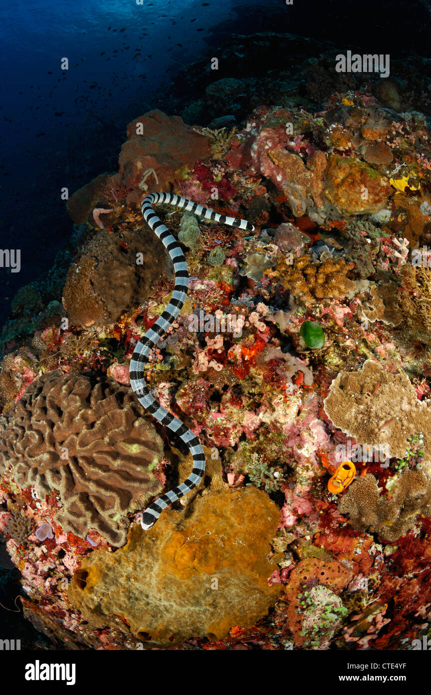 Venemous gebändert Meer Krait, Laticauda Colubrina, Alor, Indonesien Stockfoto