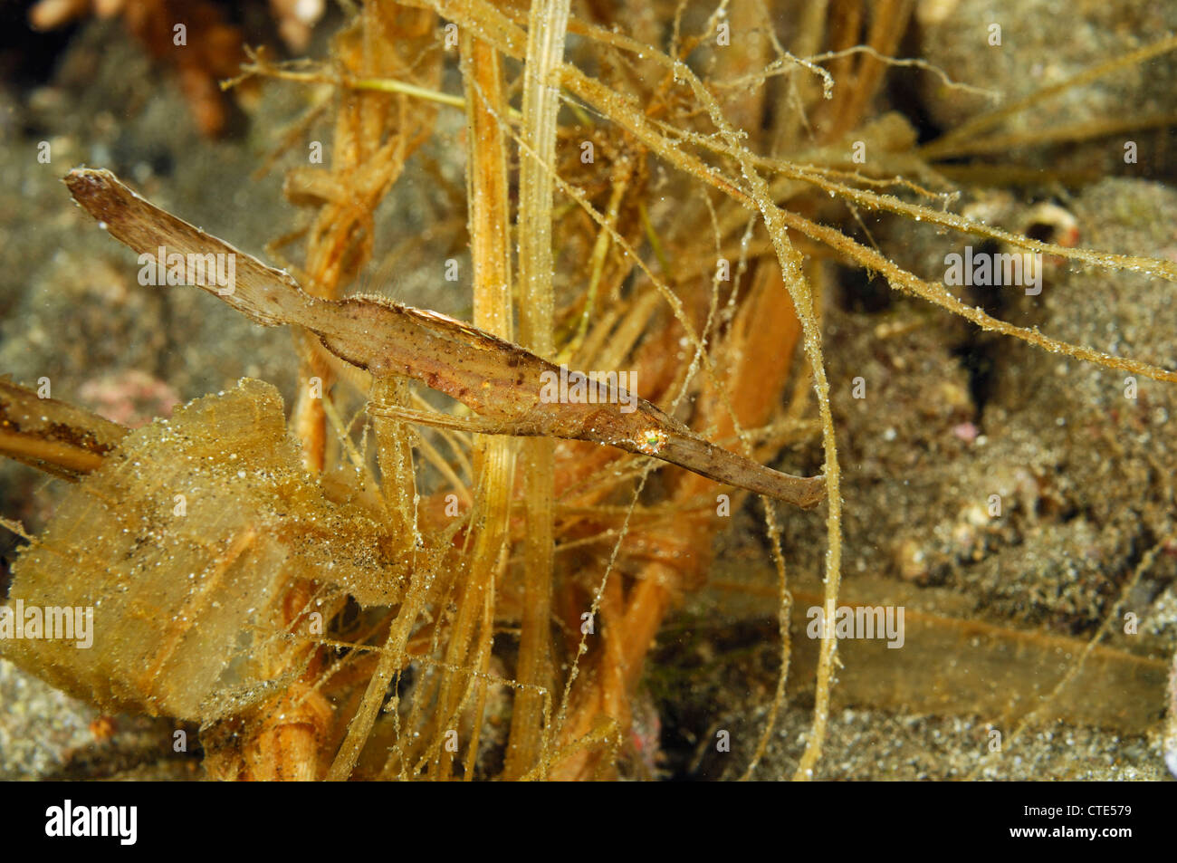 Robuste Geisterpfeifenfische, Solenostomus Cyanopterus, Alor, Indonesien Stockfoto