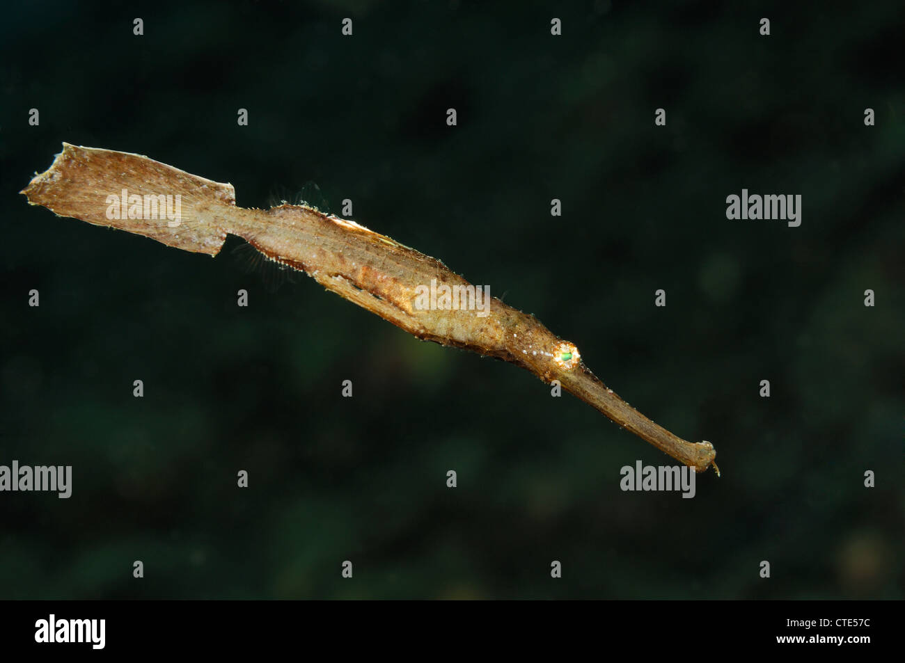 Robuste Geisterpfeifenfische, Solenostomus Cyanopterus, Alor, Indonesien Stockfoto