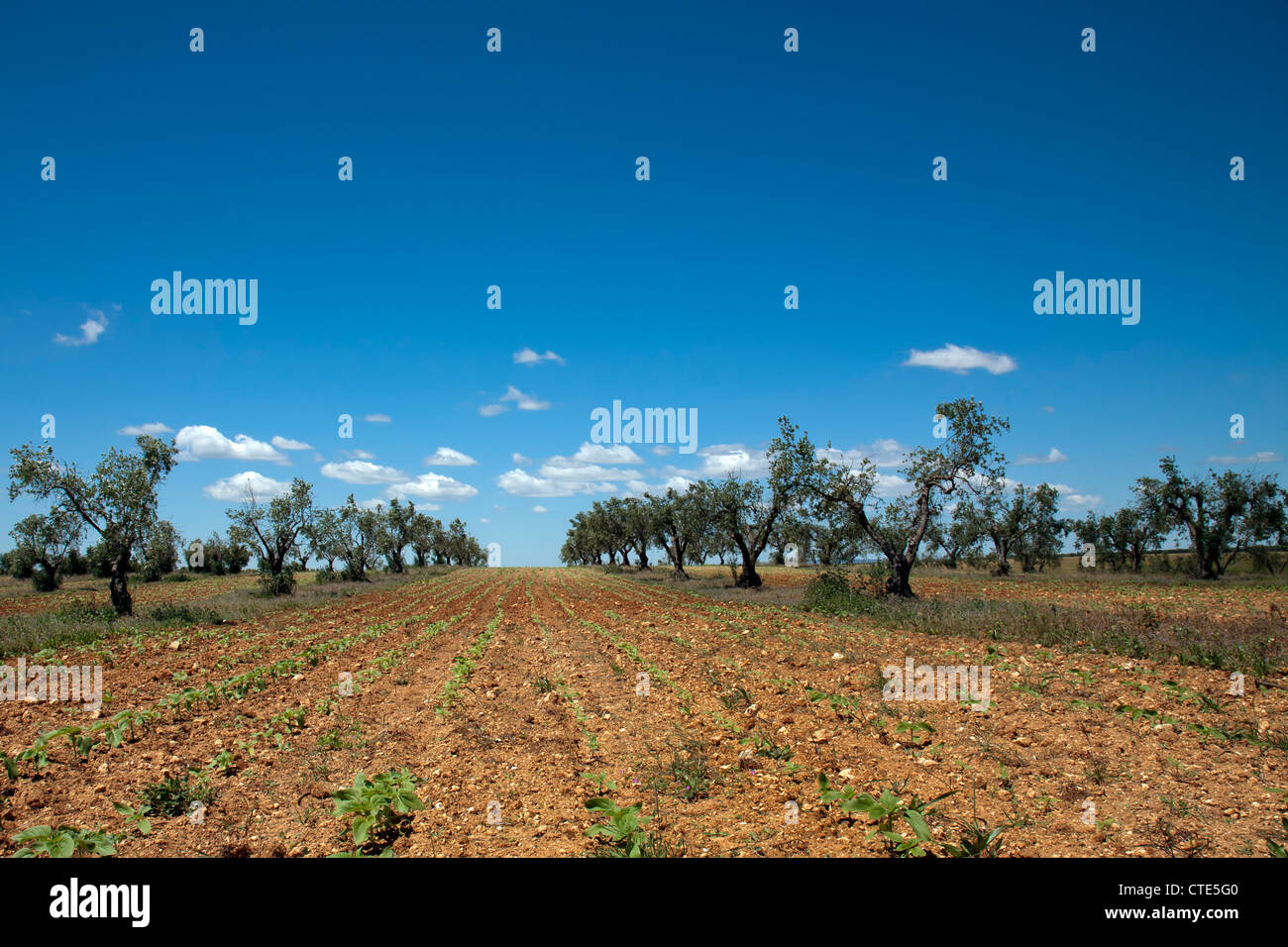 Bebauten Gebiet. Landwirtschaft ist immer noch eines der wichtigsten Einnahmequellen in Moura und der gesamten Region Alentejo. Stockfoto