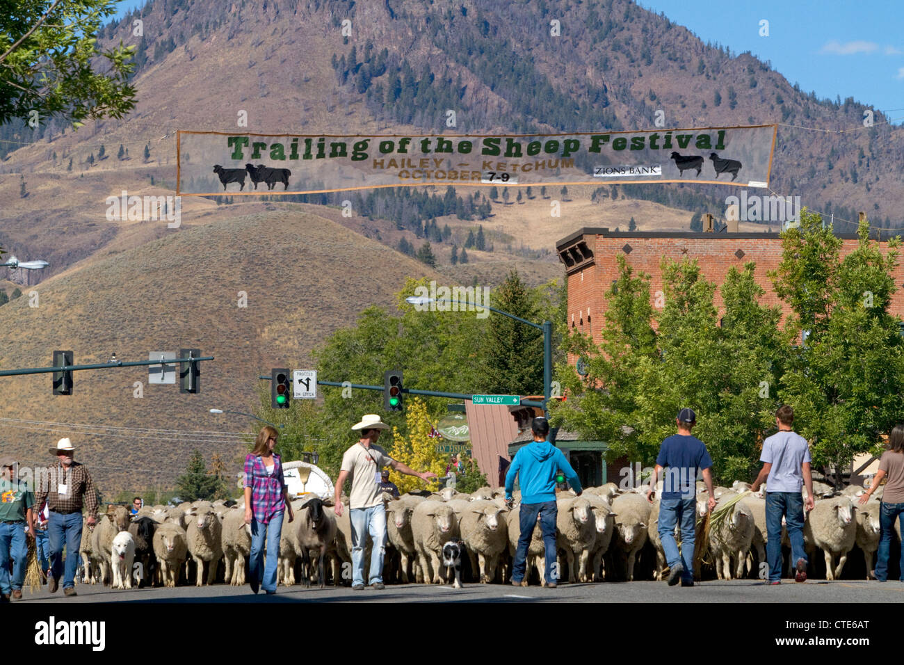 Schafe auf den Winter verschoben Weiden in den hinteren der Schaf-Parade auf der Main Street in Ketchum, Idaho, USA. Stockfoto