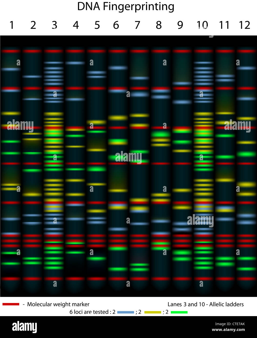 DNA-fingerprinting Beispiel gel Stockfoto