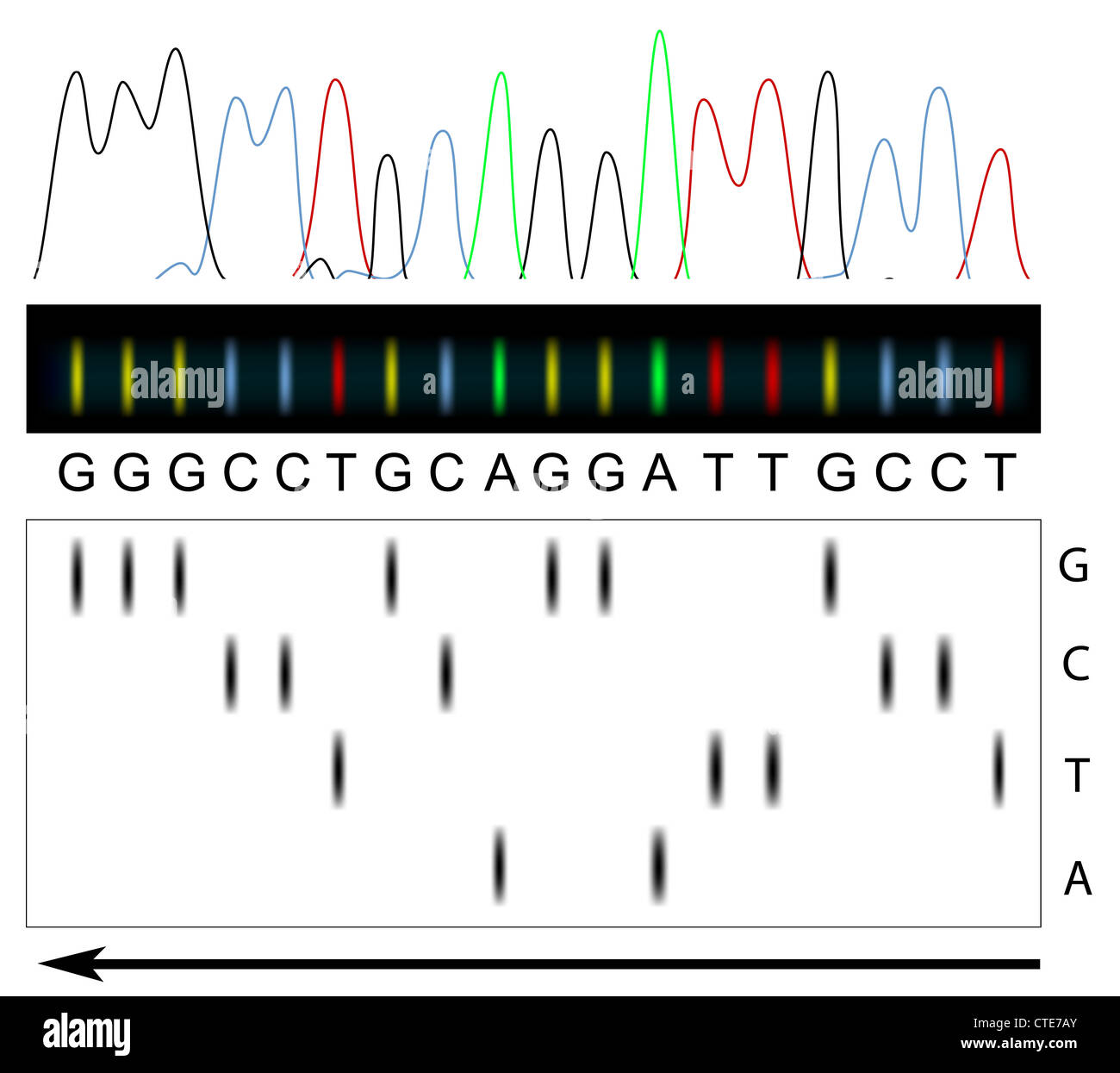 DNA-Sequenzierung Prinzip Stockfoto
