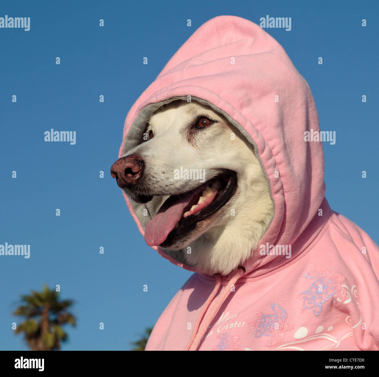 Weiße Schäferhund tragen Sweatshirt mit Kapuze Stockfoto