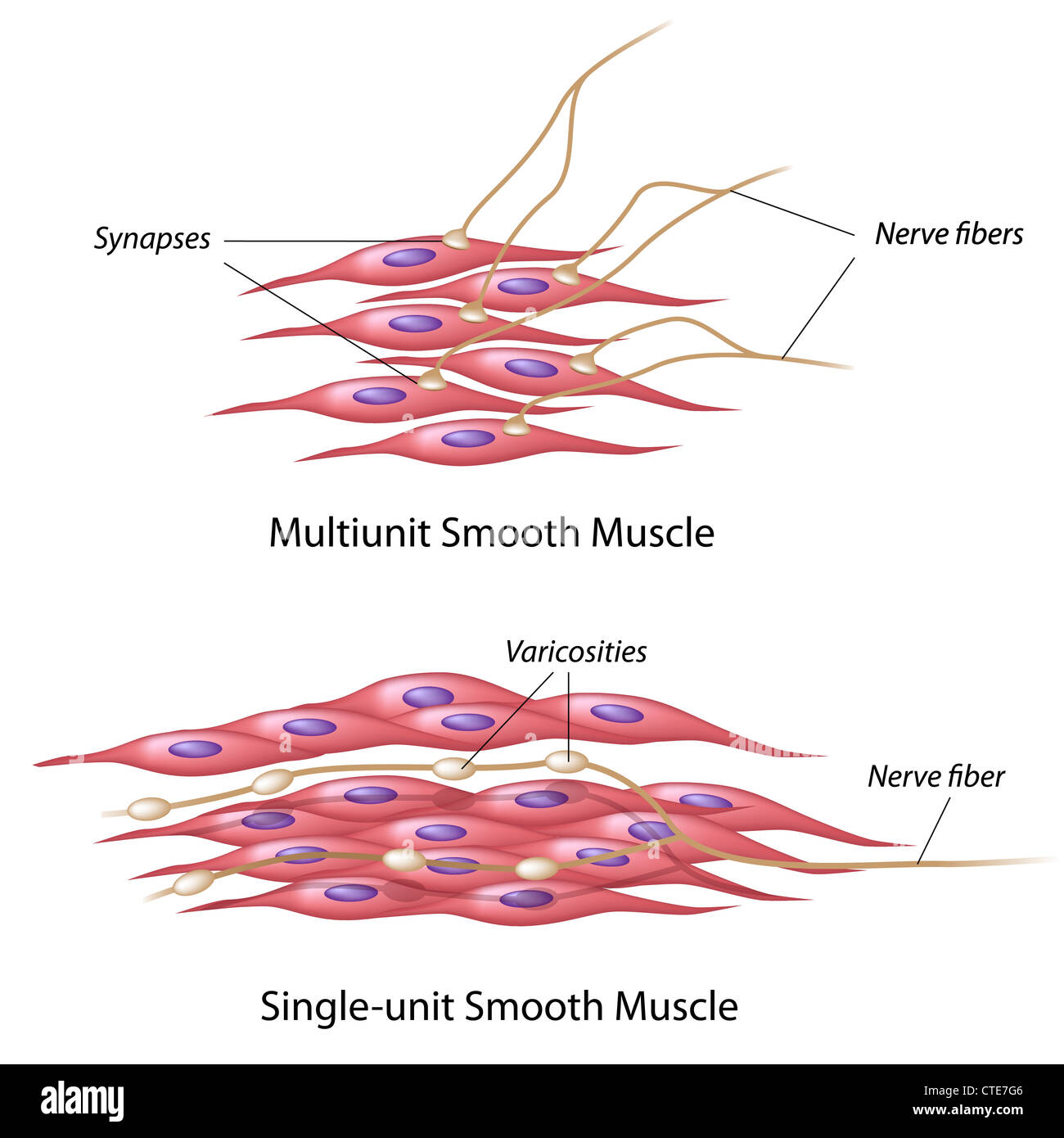 Innervation der glatten Muskulatur Stockfoto