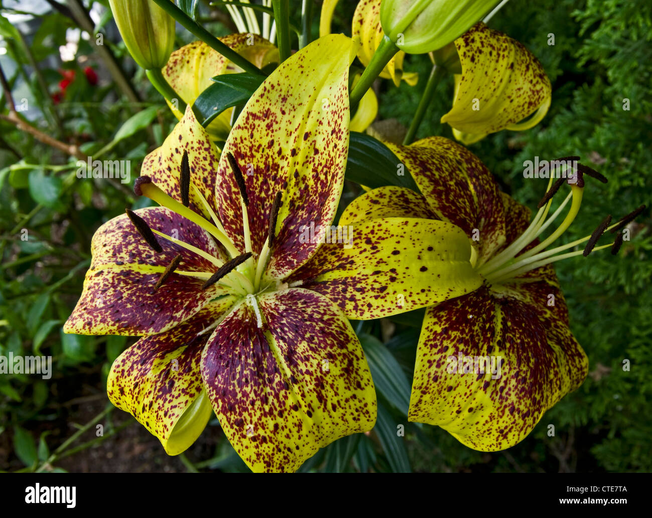 Asiatische Lilie Lilium Asiatic Graffity Tango Stockfoto