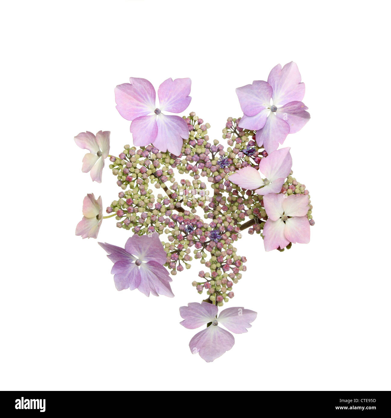 Pastell lila Lacecap Hortensie Blume isoliert gegen weiß Stockfoto