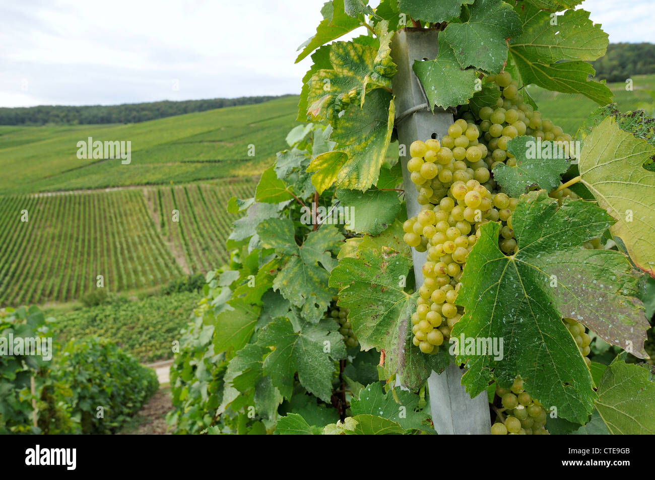 Champagner-Trauben #1, Epernay weiße Trauben und Wein lässt im Weinberg Stockfoto