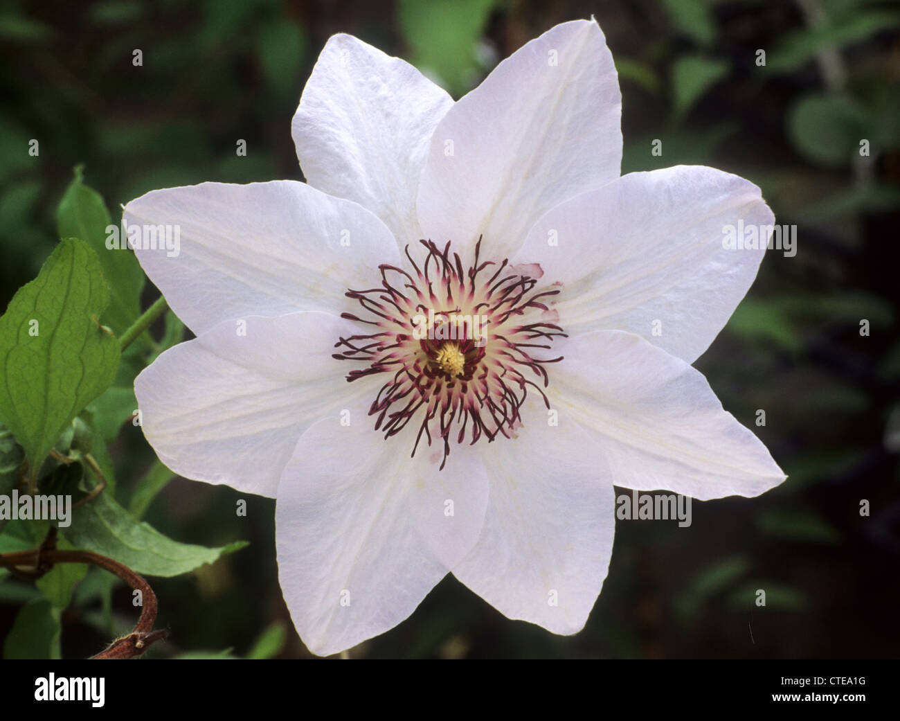 Clematis "Miss Bateman" weiße Blume Blumen Kletterer Klettern Pflanze Pflanzen Garten Gärten Stockfoto