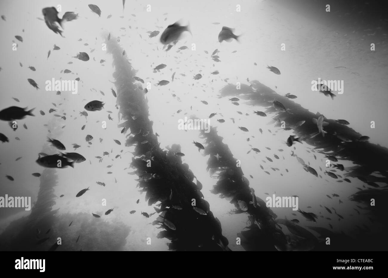 Fischschwärme schwimmen Seetang Stränge Stockfoto