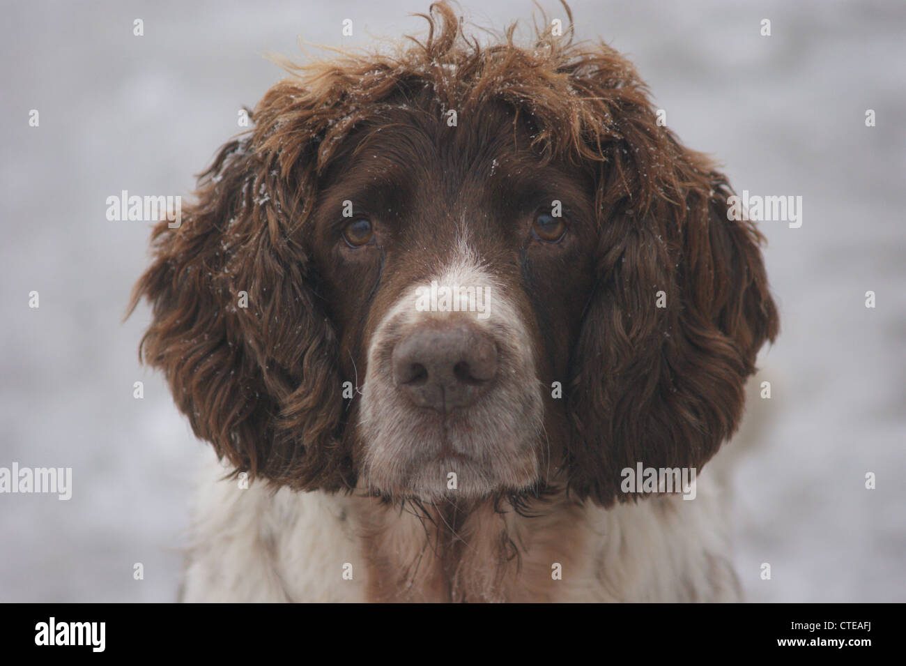 Nahaufnahme eines Englischen Springer Spaniel an einem frostigen, nebligen Morgen in Haugh, Nr Bradford on Avon, Wiltshire, Großbritannien Stockfoto