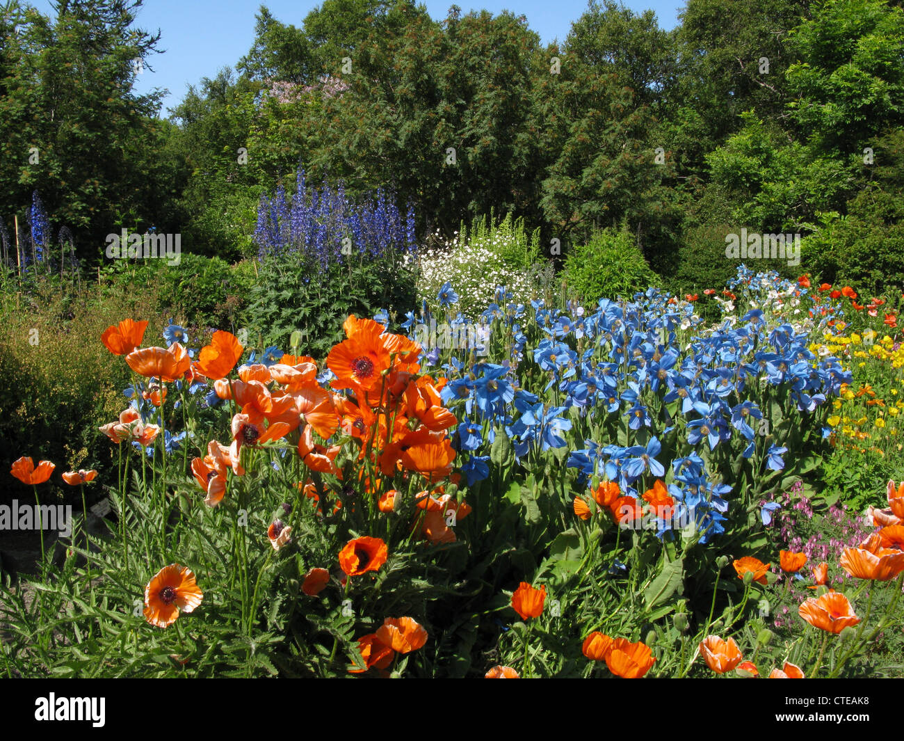 Island und Himalaya blau Mohn, Botanischer Garten (Lystigarður), Akureyri, Nord-Island, Insel, Nordatlantik, Europa Stockfoto