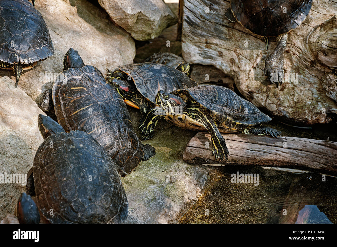 Schildkröten in der Natur Park Cabarceno, Kantabrien, Spanien, Europa Stockfoto