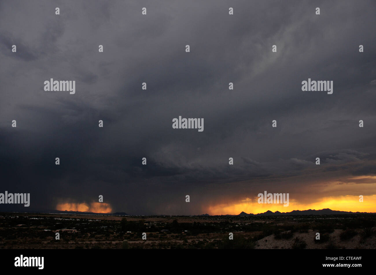 Ein Microburst dumps Regen bei Sonnenuntergang in der Monsunzeit in der Sonora-Wüste, Tucson, Arizona, USA. Stockfoto