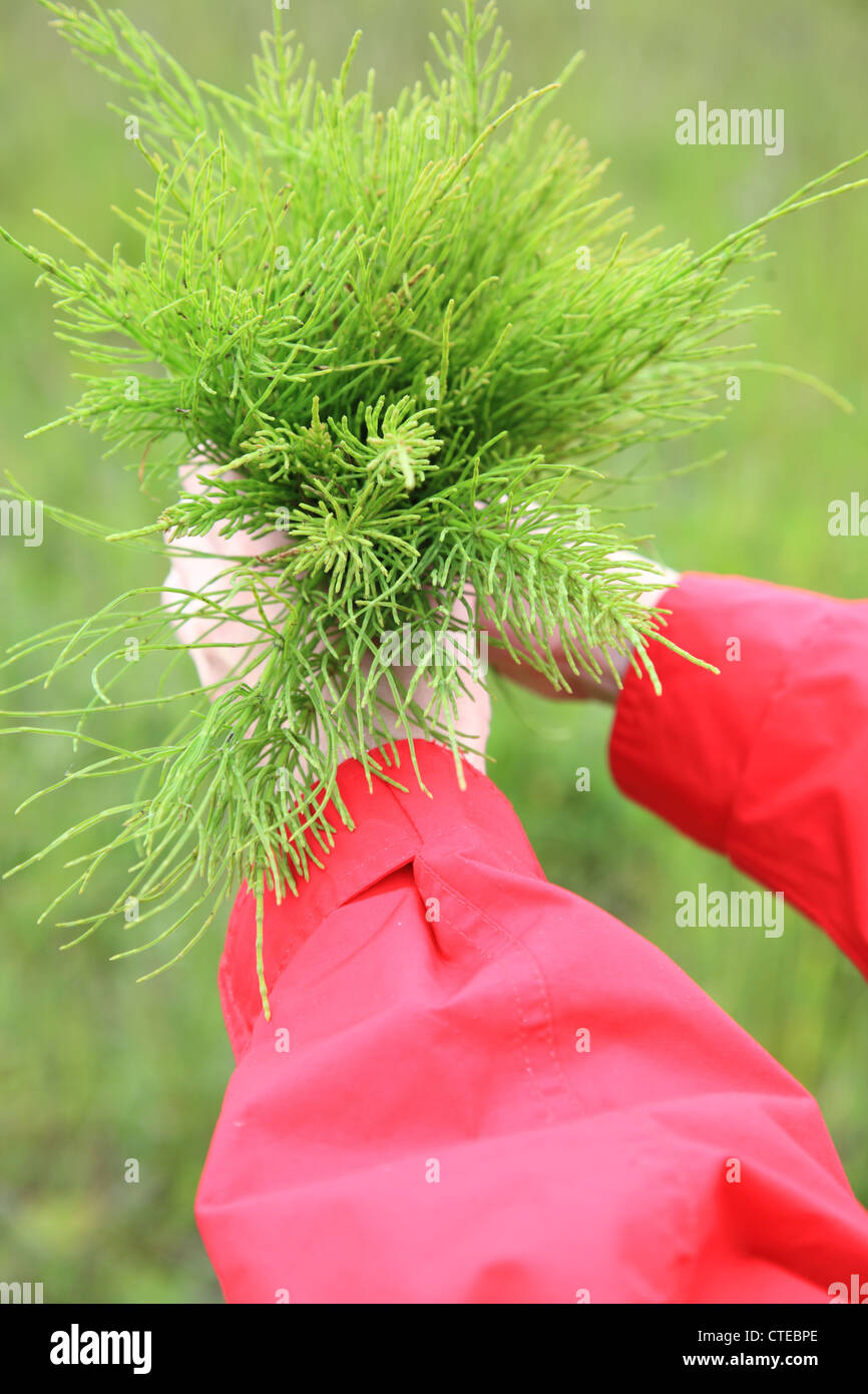 Großen Blumenstrauß aus dem Bereich medizinische Schachtelhalm Outdoor-Charakter Stockfoto