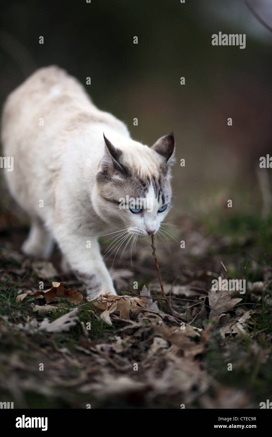 Weiße und graue Hauskatze mit blauen Augen in den Wald riechen einen kleinen Zweig Stockfoto
